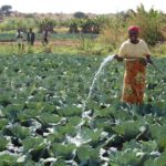 Unlock the impact potential of agricultural SMEs in Africa